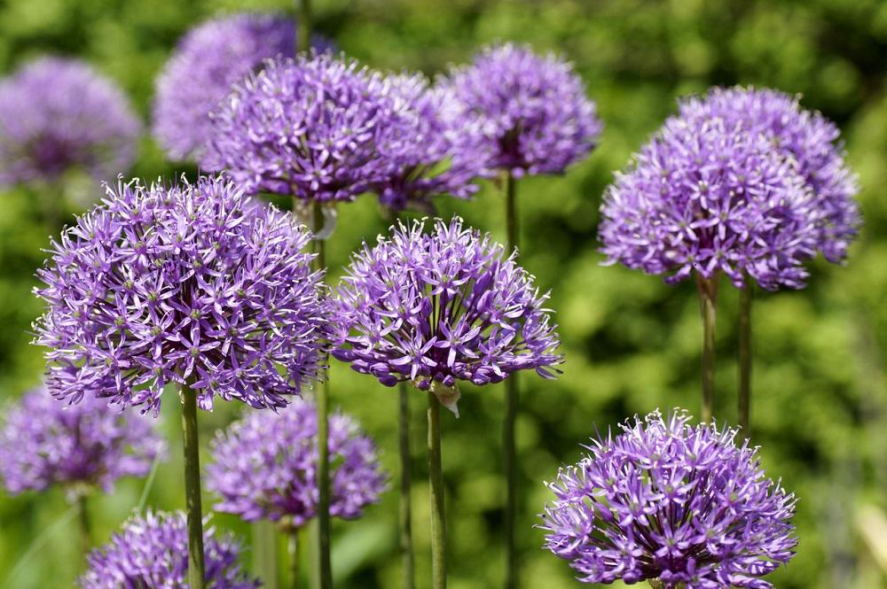 an image of Gardening